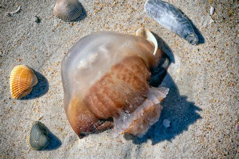 Thousands Of Cannonball Jellyfish Invade Georgias Tybee Island