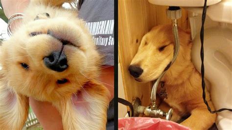 Use the search tool below and browse adoptable golden. 16 Golden Retriever Puppies Who Were Huge Dweebs - YouTube
