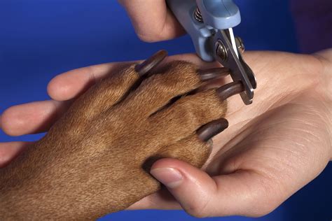 How To Handle Aggression In Dogs During Nail Clippings