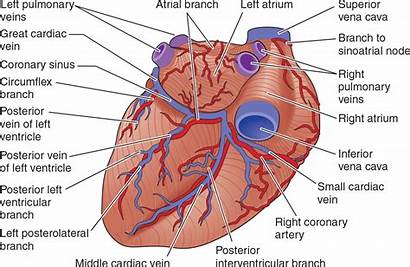 Heart Blood Posterior Supply Cardiovascular Davis