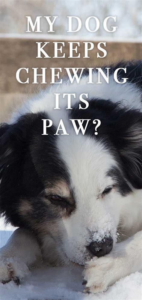 Dog Chewing Paws Why Theyre Doing It And How To Stop Them