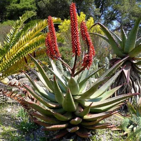 Aloe Ferox Tulbagh Tree And Plant Nursery