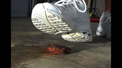 N15 Bug Crush Teaser White Sneakers And Crayfish Youtube