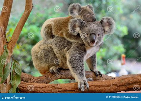Mother Koala With Baby On Her Back Stock Photo Image Of Natural Bear