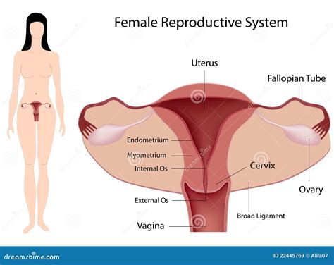 Female Reproductive System Royalty Free Stock Images Image 22445769