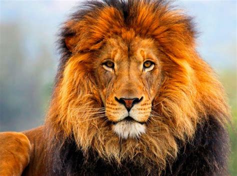 Although lions are larger and stronger, lionesses are in charge for the hunt. FINALLY on their way home: Last two circus lions in ...