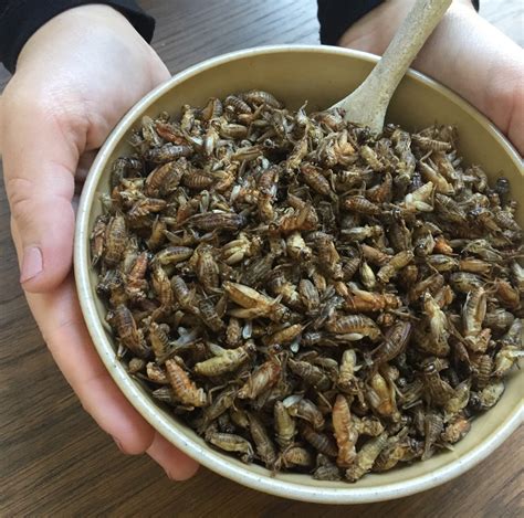 Edible Crickets By Horizon Edible Insects London Uk