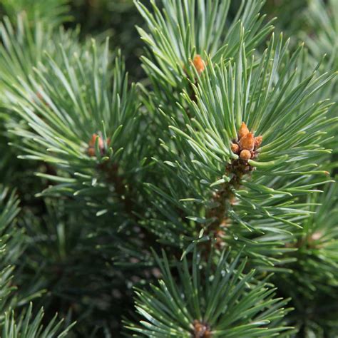 Pin Pinus Planter Tailler Et Entretenir Promesse De Fleurs