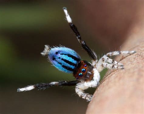 Peacock Spider Jumping Spider Insects Arthropods