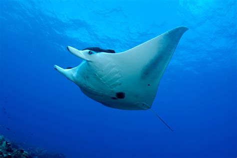 New Study Reveals More About Where Giant Manta Rays Go And Why Noaa