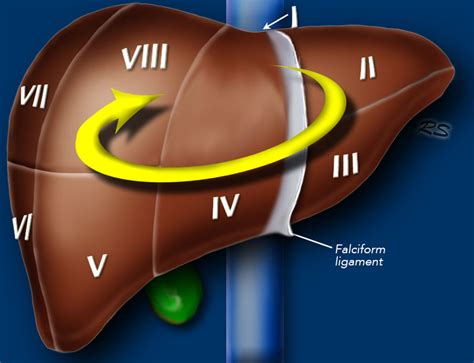 Liver Anatomy Segments Anatomical Charts And Posters