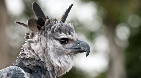 The Majestic Harpy Eagle The Largest And Most Powerful Raptor Found In