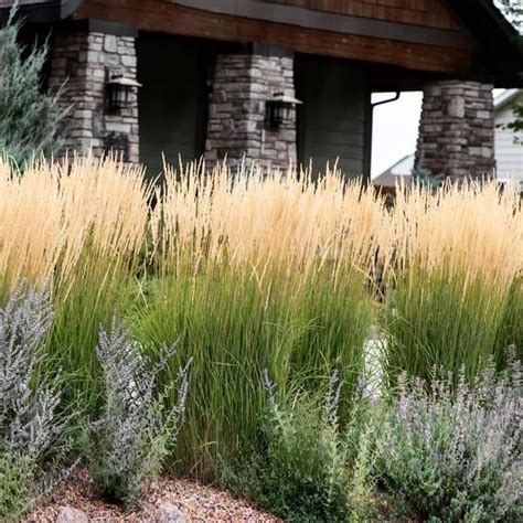 Karl Foerster Grass Ornamental Grasses Feather Reed Grass American