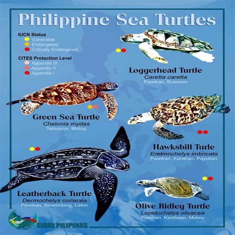 Endangered Sea Turtles In The Philippines The Philippines Today