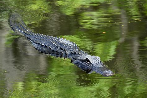 Fatal Alligator Attack In South Carolina Fitsnews