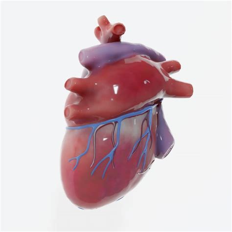 Modelo 3d Corazón Humano Turbosquid 1655078