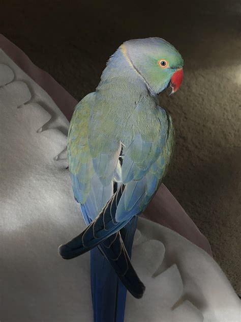 Meet Koko My Bluegreen Indian Ring Neck Parrot Rparrots