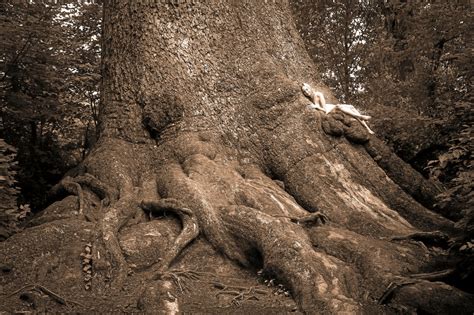 treegirl photographs herself naked in trees to inspire ‘rewilding marin independent journal