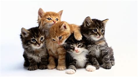 Five Tabby Kittens Hd Wallpaper Wallpaper Flare