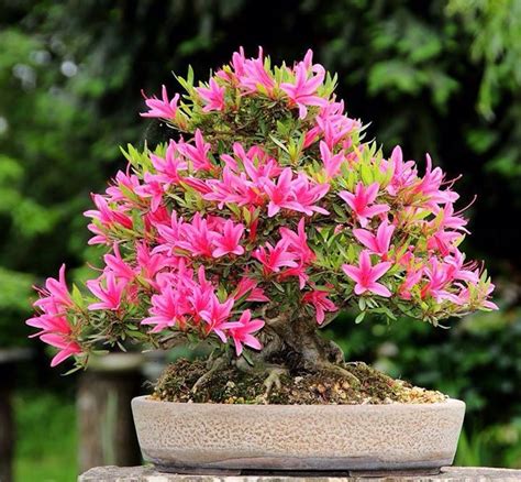 It's time to dig out your gloves and gardening tools, and create your new masterpiece. 261 best images about Satsuki on Pinterest | Bonsai trees ...