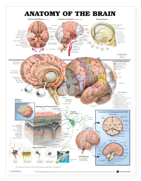 Together, the brain and spinal cord that extends from it make up the central nervous system, or cns. Anatomy of the Brain Anatomical Chart - Anatomy Models and ...