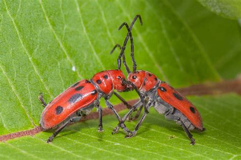 Maryland Biodiversity Project Red Milkweed Beetle Tetraopes