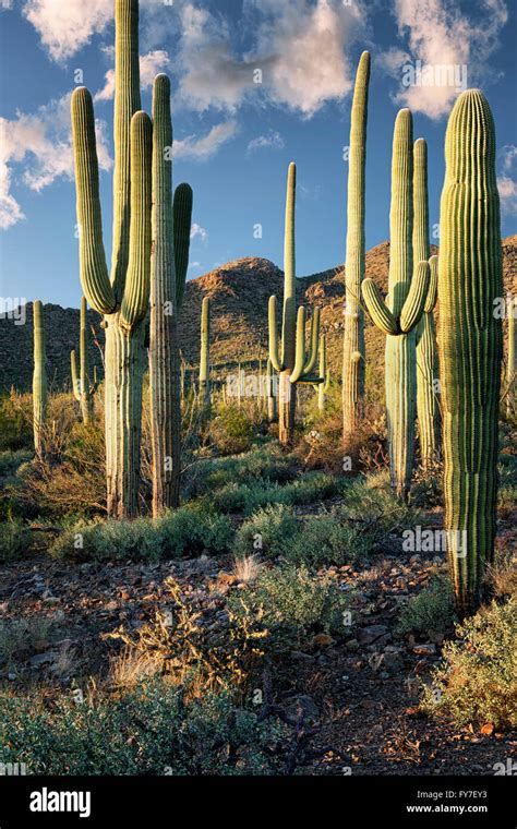 The Warmth Of Evening Light On The Towering Saguaro Cactus In Arizonas