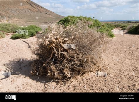 Tumbleweed Tumbleweeds Tumble Weed Weeds Desert Blowing Around Like A