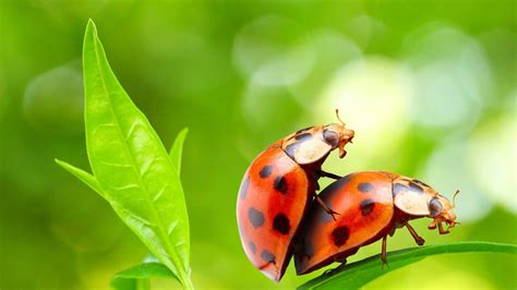 bug sex the top five most bizarre invertebrate sexual practices wired uk