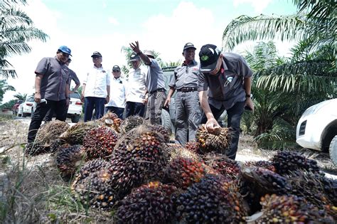 ladang vo 777