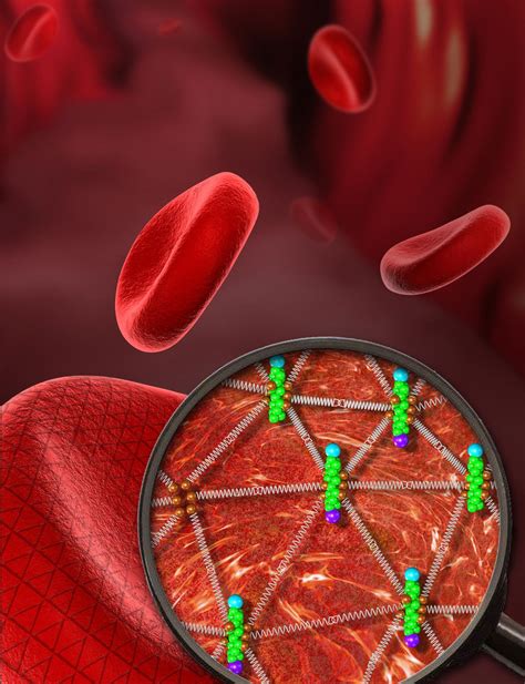 The Amazing Flexibility Of Red Blood Cells Eurekalert