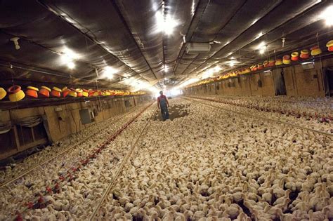 Chicken Frenzy A State Awash In Hog Farms Faces A Poultry Boom Yale E360