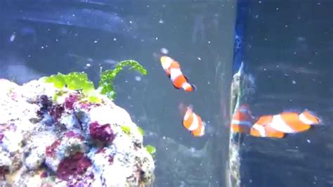 Ocellaris Clownfish During Feeding Youtube