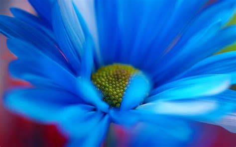 Purple blue flowers blooming bulb designs 20 art aesthetic images. Free photo: Blue flower close-up - Beautiful, Blue ...