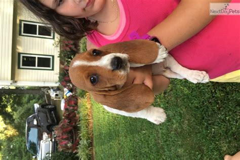 The basset is a scent hound that was originally bred for the purpose of hunting hare. Ginger: Basset Hound puppy for sale near Atlanta, Georgia. | 76dd128c-cf81