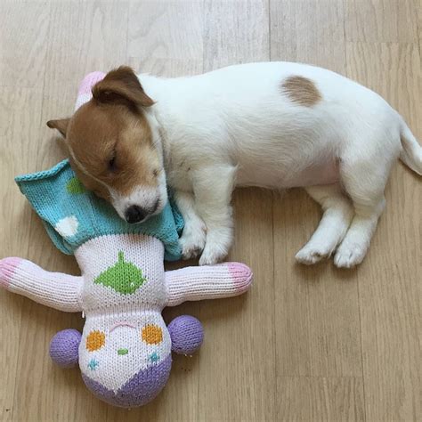 A Small Dog Laying Next To A Stuffed Animal On The Floor With Its Head