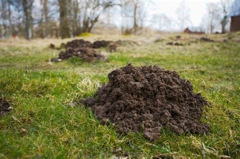 Moles are small skin lesions consisting of cells that produce melanin. How To Get Rid Of Moles In Your Yard: The Ultimate Guide ...