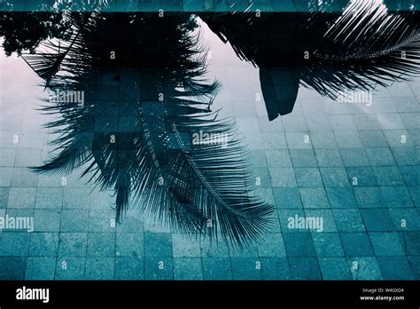 Palm Tree Reflecting In Water Surface Of A Swimming Pool Hi Res Stock