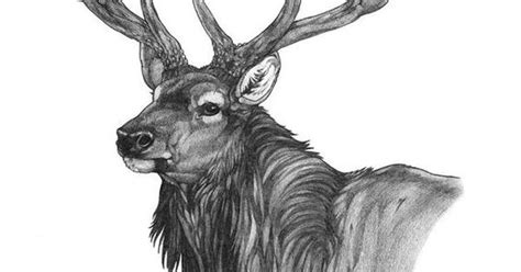 An elk cow is only fertile for a couple days out of. Beautiful pencil drawing of a bull elk: | Nordmarken ...