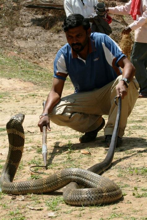 King Cobra Attacks Only When Its Life Is At Risk