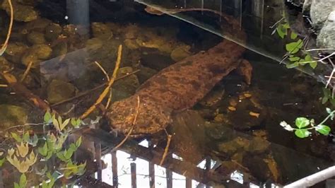 Japanese giant salamanders move slowly and sluggishly on the rare occasions when they leave the water. Home Safari - Japanese Giant Salamander - Cincinnati Zoo ...