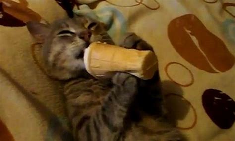 Owner Films His Adorable Kitten Lying On Its Back Feasting On Ice Cream
