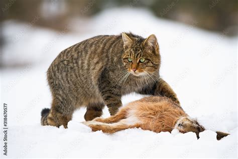 European Wildcat Felis Silvestris With A Kill Of Dead Rabbit On Snow