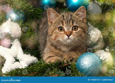 Little Tabby Kitten With Christmas Decoration Stock Photo Image Of