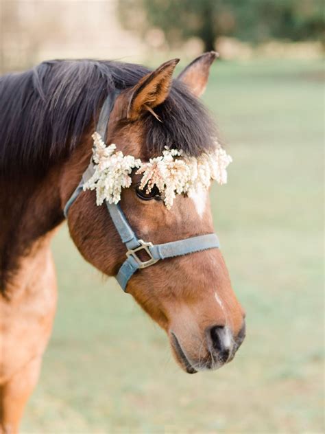 We did not find results for: flower crown for your wedding horse | Horse wedding, Horse ...