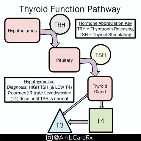 Thyroid Function Pathway Hypothyroidism Is A Very Grepmed