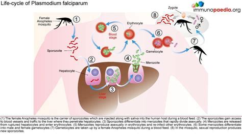Severe Pfalciparum Malaria Case Study Immunopaedia