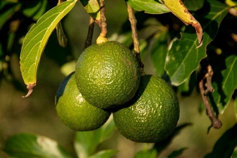 Rather than accept the loss and start over next season, you can save your landscaping investment, with very little effort and cost, over about a month. How to Save a Dying Avocado Tree (9 Steps You Should Take ...