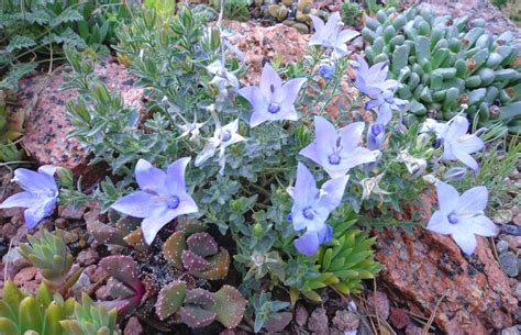 Pdf | the campanula genus comprises several economically important ornamental plants species. Prairiebreak: alpines