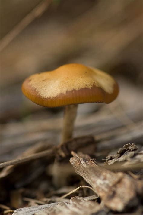 Tasmanian Magic Mushrooms All Mushroom Info